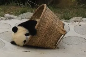 迷上钻竹筐！大熊猫幼崽萌态十足图片