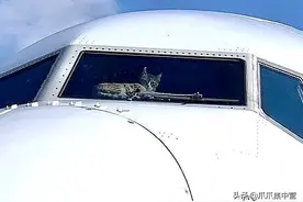 猫被关在飞机上两周，没吃没喝，还一脸没事趴在玻璃前晒太阳图片