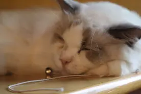 猫和人的缘分是注定的，为什么养猫镇宅图片
