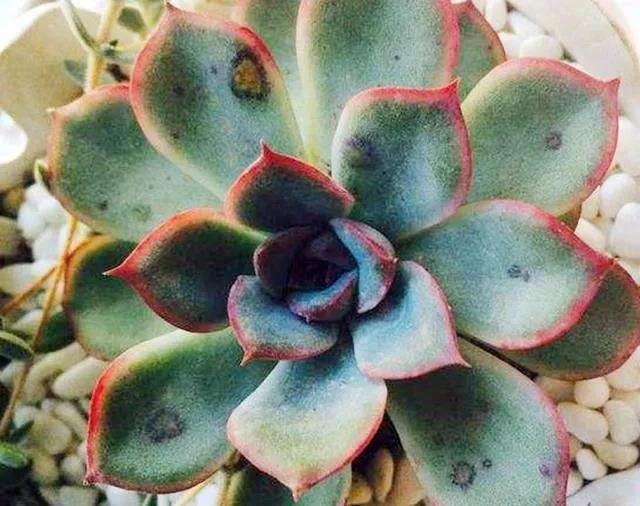 夏季多肉植物大作战,治理病虫害