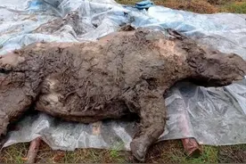 北极重现史前生物尸体，人类为何会不安，地球潘多拉魔盒打开了？图片