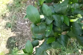 别见到柑橘老叶卷，就说是缺硼或根线虫危害图片