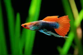 怎么养好孔雀鱼？关键的是这3个方面，你不知道就养不好图片