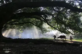 霞浦最美田园风光，原来全部是摆拍，收费不一，全看心情图片