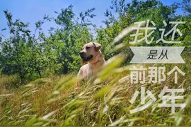 你陪我一程，我伴你一生。家有萌宠之我家拉布拉多-拉K图片