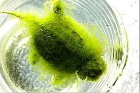 男子把乌龟交给女友照顾，再回来时不想说话了：咋长绿毛了呢？图片