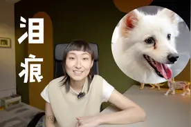 辟谣！狗狗泪痕是因为盐吃多了吗？图片