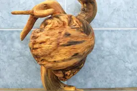 松树瘤的魅力和美丽图片