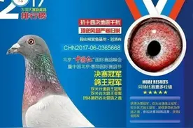 身价百万起的中国顶级鸽王图片