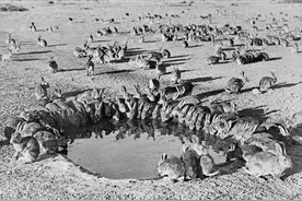 “人兔之战”，100亿只野兔侵占澳洲，差点让澳大利亚“亡国”图片