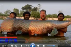 神秘的亚马逊河：攻击生殖器的食人鱼，钻尿道的寄生鲶，你了解吗图片