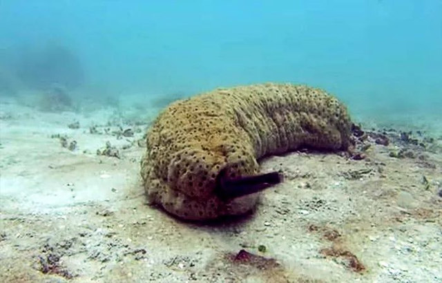 海底最奇特的共生关系，隐鱼为什么喜欢往海参的后面钻？