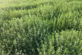 家乡的茶--黄金茶图片