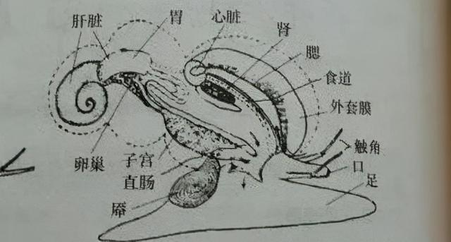 干螺头肉炖花胶的起源 2026年干螺头煲汤的做法