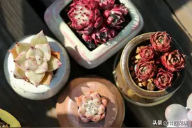 养多肉七八年，还是这样的花盆好使，不会积水烂根，肉肉长势猛图片