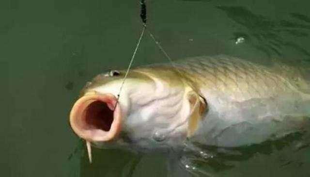 3种鱼类吃饵方式，一种是试探；一种考验水平，一种新手也能上鱼