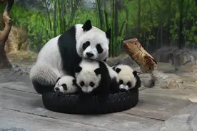 快讯|与可爱的它们重逢！广州长隆珠海长隆4月30日将部分复开图片