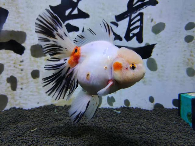 金鱼的鱼鳞炸起怎么了