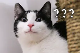 中分身世解密！如何领养一只猫咪？到家之后需要注意什么？视频封面