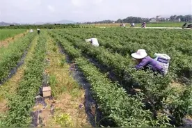 1月一斤7元，商家抢着收购，如今价格跌去90%，农民懒得摘了图片