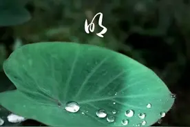 今天，清明，雨落，致哀，思故人图片