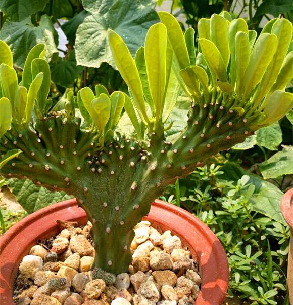 麒麟掌用什么土养殖最好-百科小世界