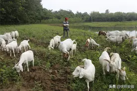 老夫妻赶羊群觅食，常把羊羔抱怀里，戏称比照顾儿子还用心图片