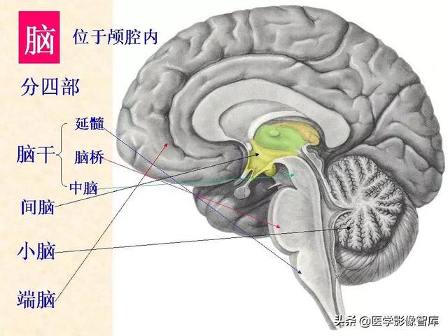 脑干、小脑及间脑解剖