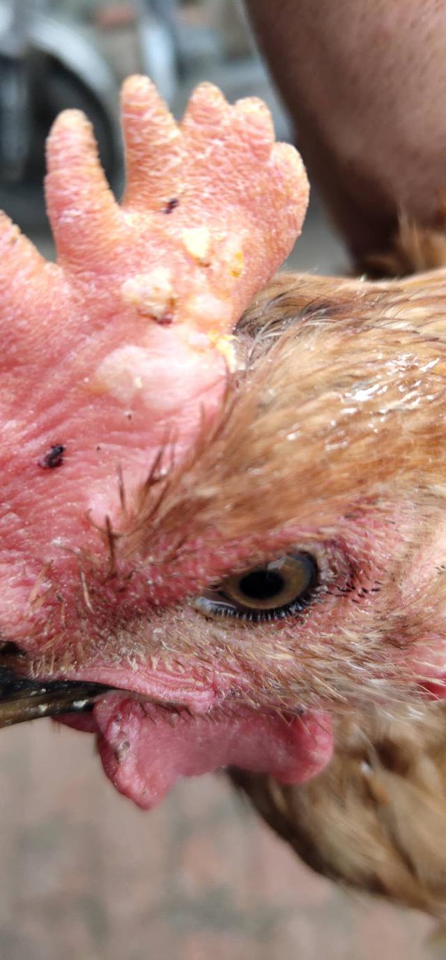 维生素e乳膏对鸡皮肤有用吗