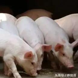 老兽医说是药三分毒！猪场要注意这些兽药的配伍禁忌