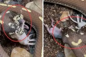 美国双头蛇同时吞下2只老鼠，它们共用一个身体，究竟谁说了算？图片