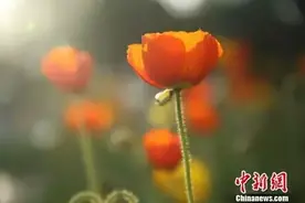 “五花八门”是哪五花？哪八门？图片
