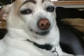 相狗经：狗子有这些特点，可以“旺你家”图片