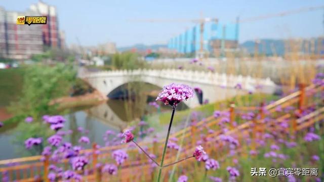 喝酒只会“划拳,十五二十”?原来几百年前的宜宾人都玩这些