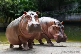 ​有胡子怎么了，咱这叫性感​图片