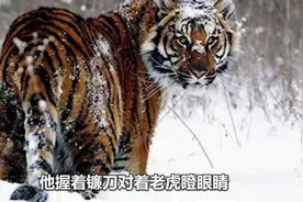 砍柴遇猛虎！7旬老汉距老虎仅2米，对峙5分钟后，教科书般自救图片