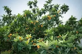 南方一种水果，果实像“金蛋”，花朵更值钱，300元一斤图片