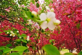 三姨的婚姻图片