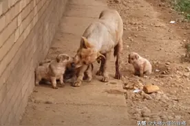 狗妈身患肿瘤，带着4只小狗流浪街头，孩子被救当天，它没撑过来图片
