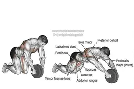 一个健腹轮动作，锻炼全身肌群！只需注意几个要点图片