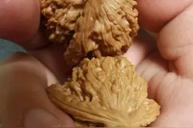 被忽视的文玩核桃-霞云岭狮子头图片