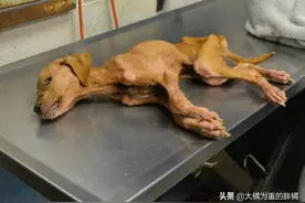 夫妇非要收养“受虐”小狗，反倒帮了自闭儿子，爱让彼此变得更好图片