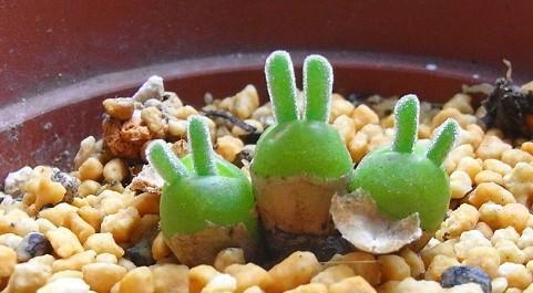 小兔子多肉碧光环,这样养护,小兔子耳朵不会疯长,越养越好看