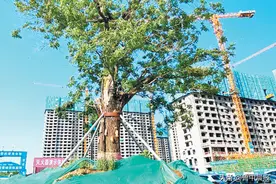 一年前为城市建设让道 山东首例全冠移植古树 如今新叶满枝图片
