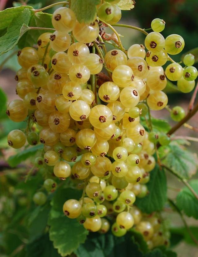 在阳台种这9种水果，结果又快又多，随吃随摘，新鲜、健康又省钱