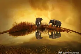 把大象装进冰箱，要几个步骤？图片