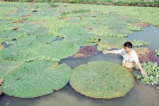 鑺″疄鏄竴绉嶄粈涔堟牱鐨勬鐗? onerror=
