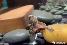 从收龟到开始养龟，一些小建议可以参考图片