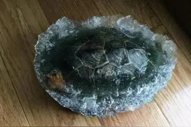 下锅复活的巴西龟有多硬核：2个月繁殖一代，一年新增三千万只图片