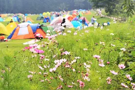 在重庆涪陵区武陵山露营——与繁花和绿林相伴的好时光图片